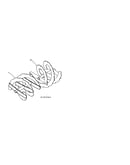 Auger