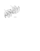Auger