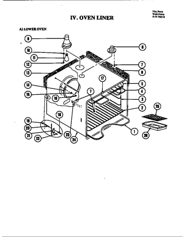Body (lower)
